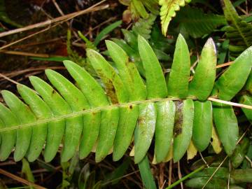 Fotografia da espécie Blechnum occidentale