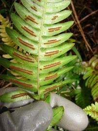 Fotografia da espécie Blechnum occidentale