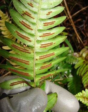 Fotografia 3 da espécie Blechnum occidentale no Jardim Botânico UTAD