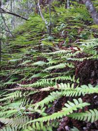 Fotografia da espécie Blechnum occidentale