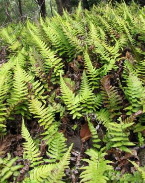 Fotografia 6 da espécie Blechnum occidentale no Jardim Botânico UTAD