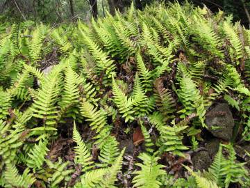 Fotografia da espécie Blechnum occidentale