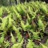 Fotografia 6 da espécie Blechnum occidentale do Jardim Botânico UTAD