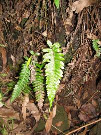 Fotografia da espécie Blechnum occidentale