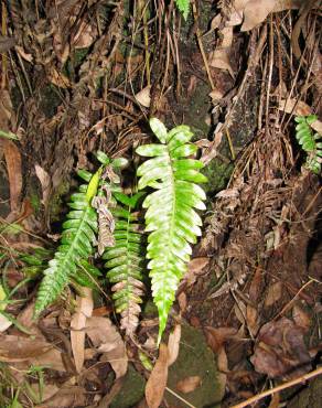 Fotografia 7 da espécie Blechnum occidentale no Jardim Botânico UTAD