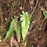 Fotografia 7 da espécie Blechnum occidentale do Jardim Botânico UTAD