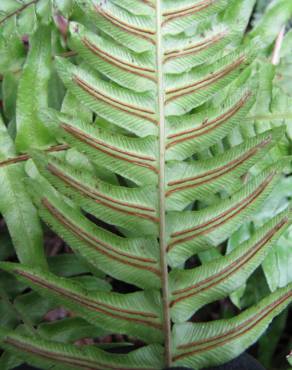 Fotografia 8 da espécie Blechnum occidentale no Jardim Botânico UTAD