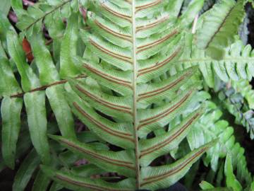 Fotografia da espécie Blechnum occidentale