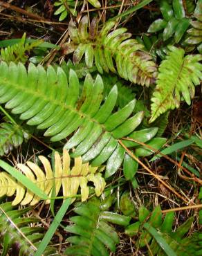 Fotografia 9 da espécie Blechnum occidentale no Jardim Botânico UTAD