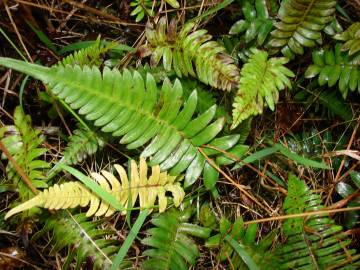 Fotografia da espécie Blechnum occidentale