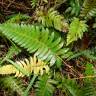 Fotografia 9 da espécie Blechnum occidentale do Jardim Botânico UTAD