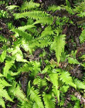 Fotografia 10 da espécie Blechnum occidentale no Jardim Botânico UTAD