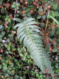 Fotografia da espécie Blechnum occidentale