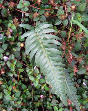 Fotografia 11 da espécie Blechnum occidentale no Jardim Botânico UTAD