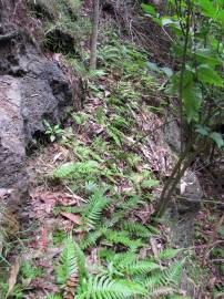 Fotografia da espécie Blechnum occidentale