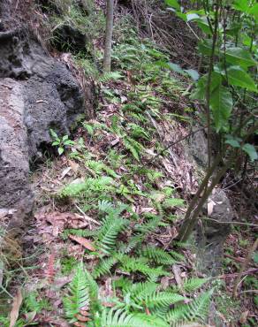 Fotografia 12 da espécie Blechnum occidentale no Jardim Botânico UTAD