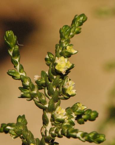 Fotografia de capa Thymelaea hirsuta - do Jardim Botânico