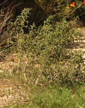 Fotografia 3 da espécie Thymelaea hirsuta no Jardim Botânico UTAD