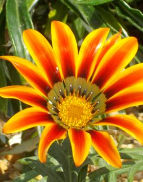 Fotografia 16 da espécie Gazania rigens no Jardim Botânico UTAD