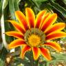 Fotografia 16 da espécie Gazania rigens do Jardim Botânico UTAD