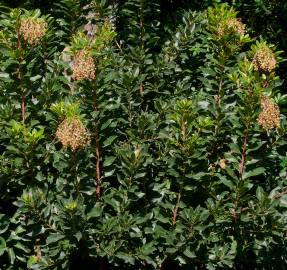 Fotografia da espécie Arbutus canariensis