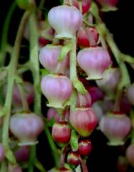 Arbutus canariensis