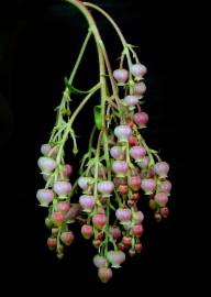 Fotografia da espécie Arbutus canariensis