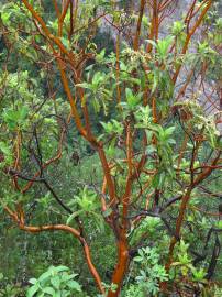 Fotografia da espécie Arbutus canariensis