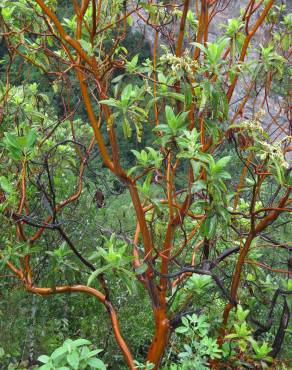 Fotografia 4 da espécie Arbutus canariensis no Jardim Botânico UTAD