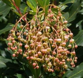 Fotografia da espécie Arbutus canariensis