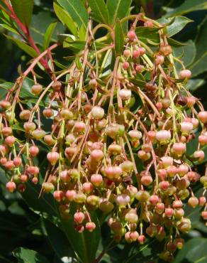 Fotografia 5 da espécie Arbutus canariensis no Jardim Botânico UTAD