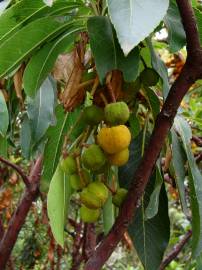 Fotografia da espécie Arbutus canariensis