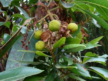 Fotografia da espécie Arbutus canariensis