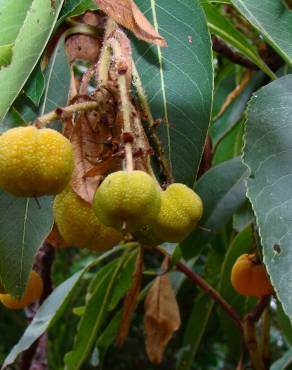 Fotografia 8 da espécie Arbutus canariensis no Jardim Botânico UTAD