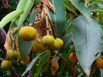 Fotografia da espécie Arbutus canariensis