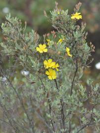 Fotografia da espécie Halimium halimifolium subesp. multiflorum