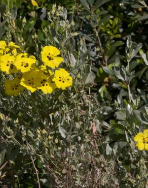 Fotografia 3 da espécie Halimium halimifolium subesp. multiflorum no Jardim Botânico UTAD