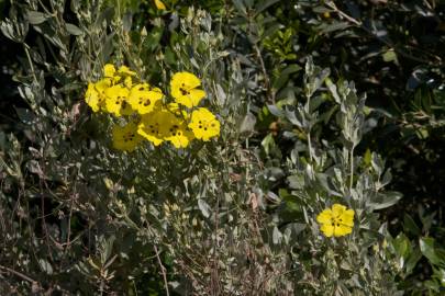 Fotografia da espécie Halimium halimifolium subesp. multiflorum