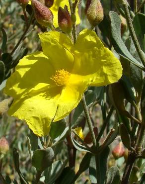 Fotografia 1 da espécie Halimium halimifolium subesp. multiflorum no Jardim Botânico UTAD