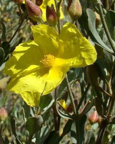 Fotografia de capa Halimium halimifolium subesp. multiflorum - do Jardim Botânico