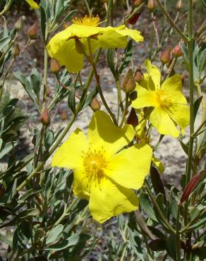 Fotografia 6 da espécie Halimium halimifolium subesp. multiflorum no Jardim Botânico UTAD