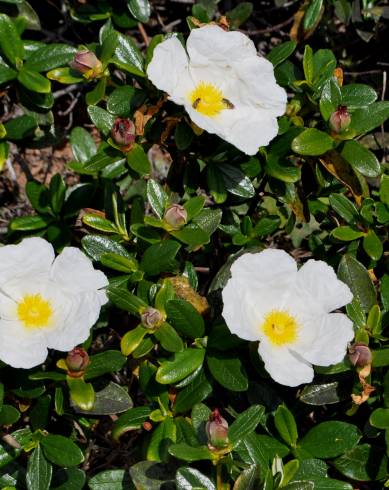 Fotografia de capa Cistus ladanifer subesp. sulcatus - do Jardim Botânico