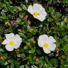 Fotografia 1 da espécie Cistus ladanifer subesp. sulcatus do Jardim Botânico UTAD