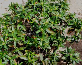 Fotografia da espécie Cistus ladanifer subesp. sulcatus