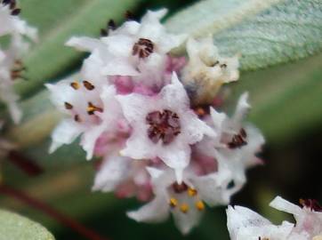 Fotografia da espécie Cuscuta approximata subesp. approximata