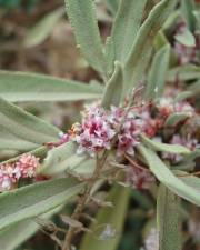 Fotografia da espécie Cuscuta approximata