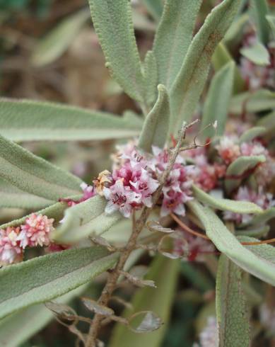 Fotografia de capa Cuscuta approximata subesp. approximata - do Jardim Botânico