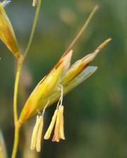 Fotografia da espécie Festuca rubra