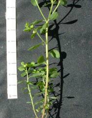 Euphorbia peplus var. peplus