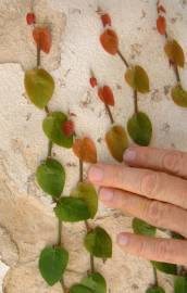 Fotografia da espécie Ficus pumila